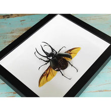 Load image into Gallery viewer, Three Horned Rhino Beetle Framed - Chalcosoma Caucusus