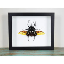 Load image into Gallery viewer, Three Horned Rhino Beetle Framed - Chalcosoma Caucusus
