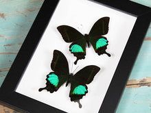 Load image into Gallery viewer, Peacock Paris in A Frame
