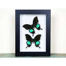 Load image into Gallery viewer, Peacock Paris in A Frame