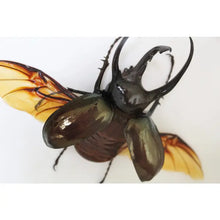 Load image into Gallery viewer, Three Horned Rhino Beetle Framed - Chalcosoma Caucusus