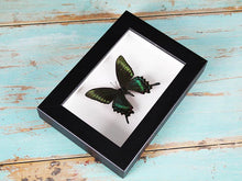 Load image into Gallery viewer, Maackii butterfly in a frame (Spring Species)