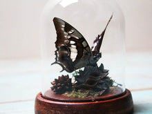 Load image into Gallery viewer, Nawab Butterfly in a Dome