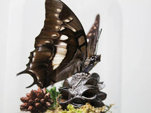 Load image into Gallery viewer, Nawab Butterfly in a Dome