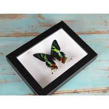Load image into Gallery viewer, Urania Ripheus or Sunset Moth in a Frame