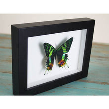 Load image into Gallery viewer, Urania Ripheus or Sunset Moth in a Frame