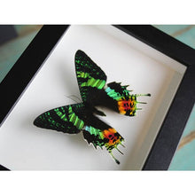 Load image into Gallery viewer, Urania Ripheus or Sunset Moth in a Frame