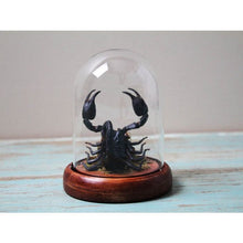 Load image into Gallery viewer, Heterometreus Spinifer in a Dome