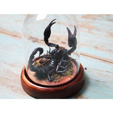 Load image into Gallery viewer, Heterometreus Spinifer in a Dome