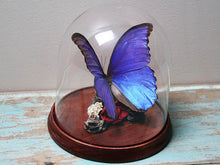 Load image into Gallery viewer, Morpho Didius Butterfly Dome