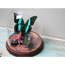 Load image into Gallery viewer, Papilio Blumei in a Decorative Dome