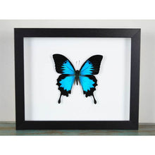 Load image into Gallery viewer, Papilio Ulysses Butterfly in a Frame