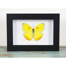 Load image into Gallery viewer, Phoebis Pilea in a Frame