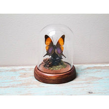 Load image into Gallery viewer, Marpesia Marcella Purple Daggerwing Butterfly in a Dome