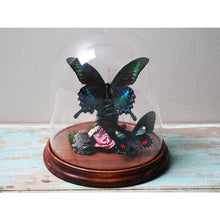 Load image into Gallery viewer, Alpine Black Swallowtail Butterfly in a Dome