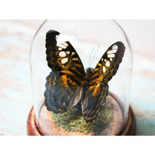 Load image into Gallery viewer, Parthenos Sylvia Clipper Butterfly in a Dome