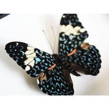 Load image into Gallery viewer, Red Cracker Butterfly in a Frame