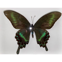 Load image into Gallery viewer, Papilio Maackii (Summer) in a Black Frame