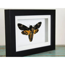 Load image into Gallery viewer, Death Head Moth Framed {ARRIVING MARCH}