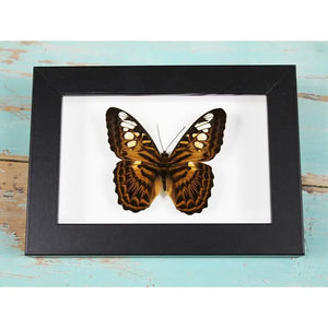 Clipper Butterfly in A Frame
