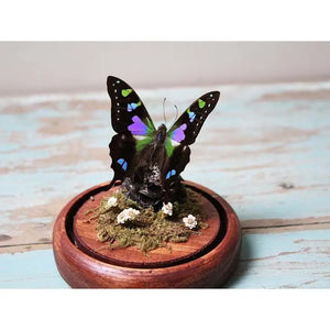 Graphium Weiskii Butterfly in A Decorative Dome