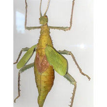 Load image into Gallery viewer, Heteropterxy Dilata Thorny Leaf Insect Framed