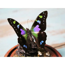 Load image into Gallery viewer, Graphium Weiskii Butterfly in A Decorative Dome