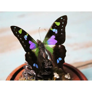 Graphium Weiskii Butterfly in A Decorative Dome