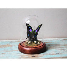 Load image into Gallery viewer, Graphium Weiskii Butterfly in A Decorative Dome