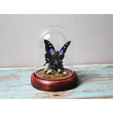 Graphium Weiskii Butterfly in A Decorative Dome