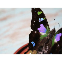 Load image into Gallery viewer, Graphium Weiskii Butterfly in A Decorative Dome