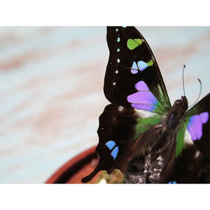 Graphium Weiskii Butterfly in A Decorative Dome