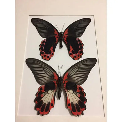 Papilio Rumanzovia Pair in A Black Frame