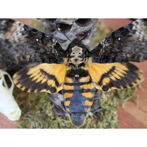 Acherontia Atropos Death Head Moth in A Dome