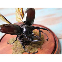 Load image into Gallery viewer, Giant Three Horned Rhino Beetle in a Dome