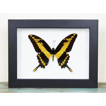 Load image into Gallery viewer, King Swallowtail in A Frame