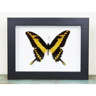 King Swallowtail in A Frame