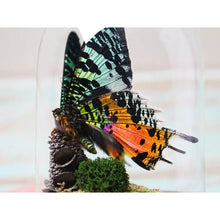 Load image into Gallery viewer, Urania Ripheus or Sunset Moth in A Dome