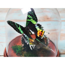 Load image into Gallery viewer, Sunset Moth Duo in A Dome