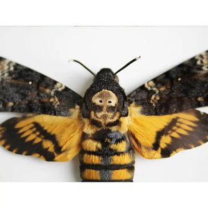 Death Head Moth Framed {ARRIVING MARCH}