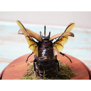 Eupatorus Gracilicornis Five Horned Rhinoceros Beetle in a Dome