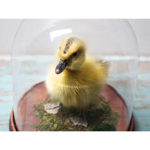 Taxidermised Duckling in A Dome