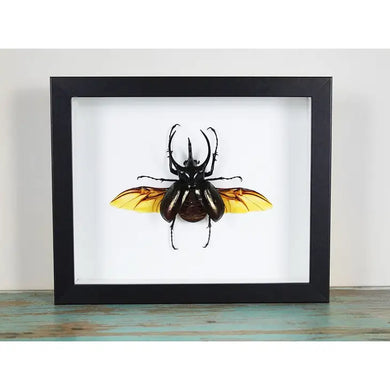 Three Horned Rhino Beetle Framed - Chalcosoma Caucusus