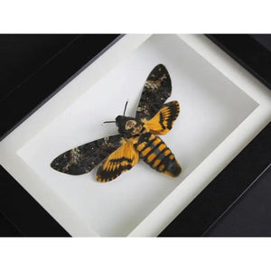 Death Head Moth Framed {ARRIVING MARCH}