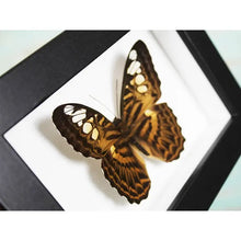 Load image into Gallery viewer, Clipper Butterfly in A Frame