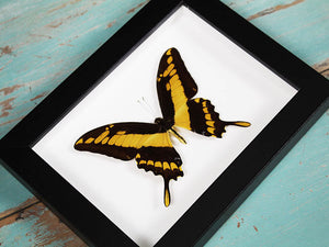 King Swallowtail in A Frame