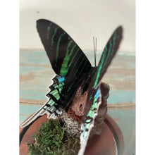 Load image into Gallery viewer, Peacock Moth, Urania Leilus, in A Glass Dome