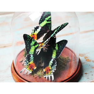 Sunset Moth Duo in A Dome