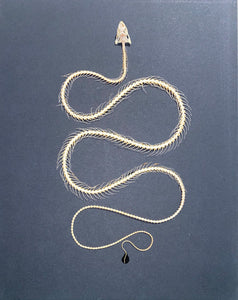Extra Large Dendrelaphis pictus Snake Skeleton in a Frame