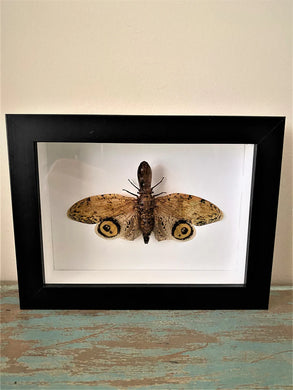 Fulgora Laternaria in a Black Frame